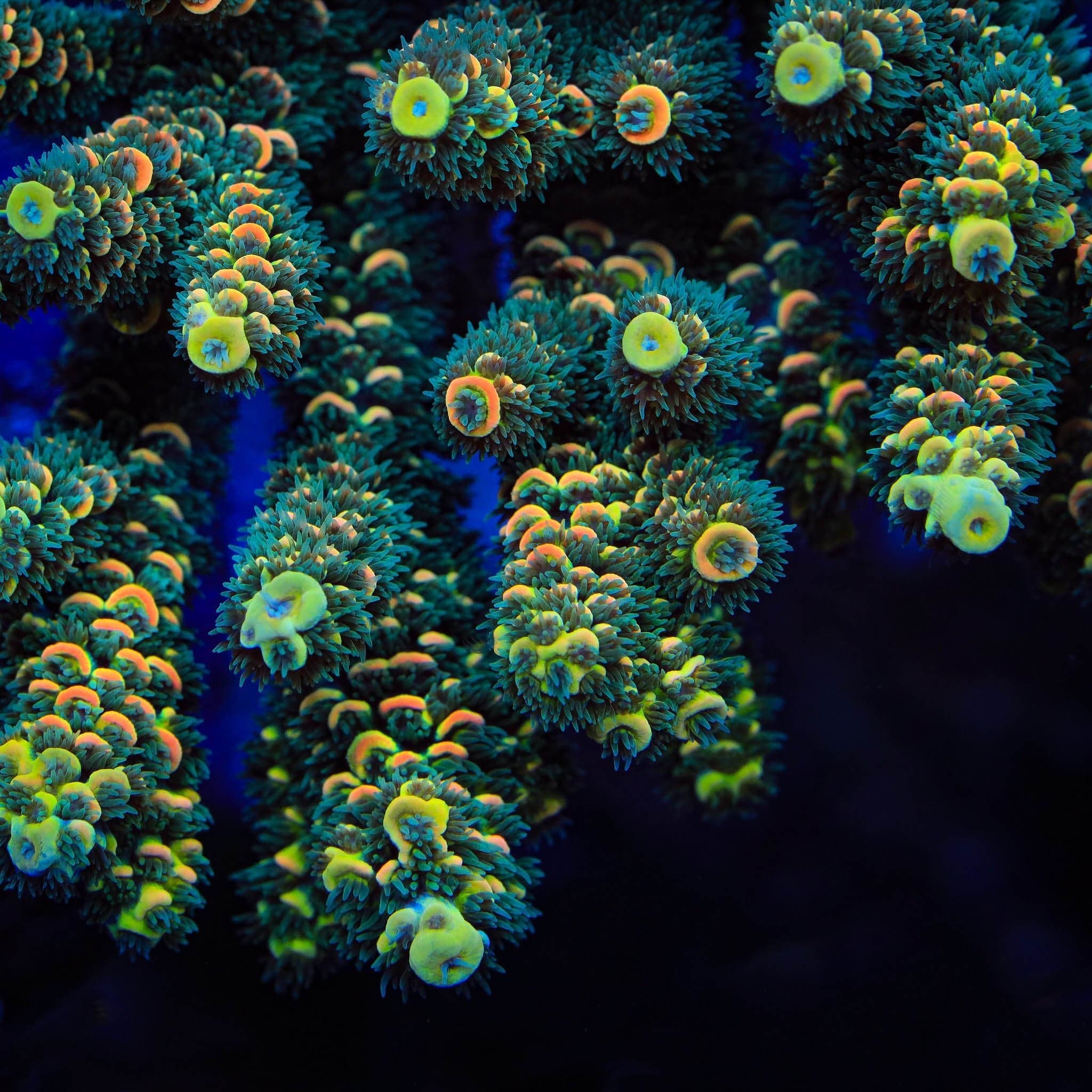 TSA Sour Twist Tenuis Acropora Coral – Top Shelf Aquatics
