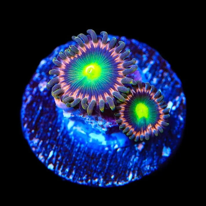 TSA Space Cadet Zoanthids Coral