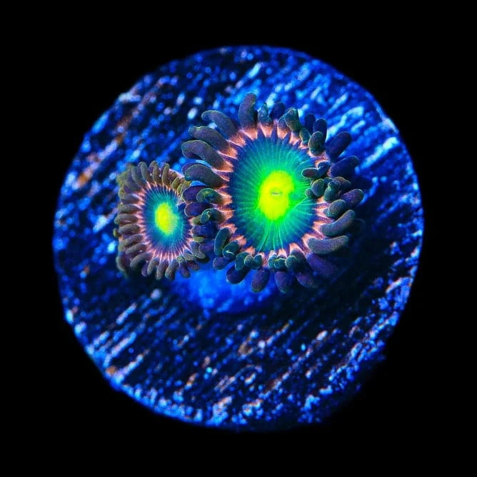 TSA Space Cadet Zoanthids Coral
