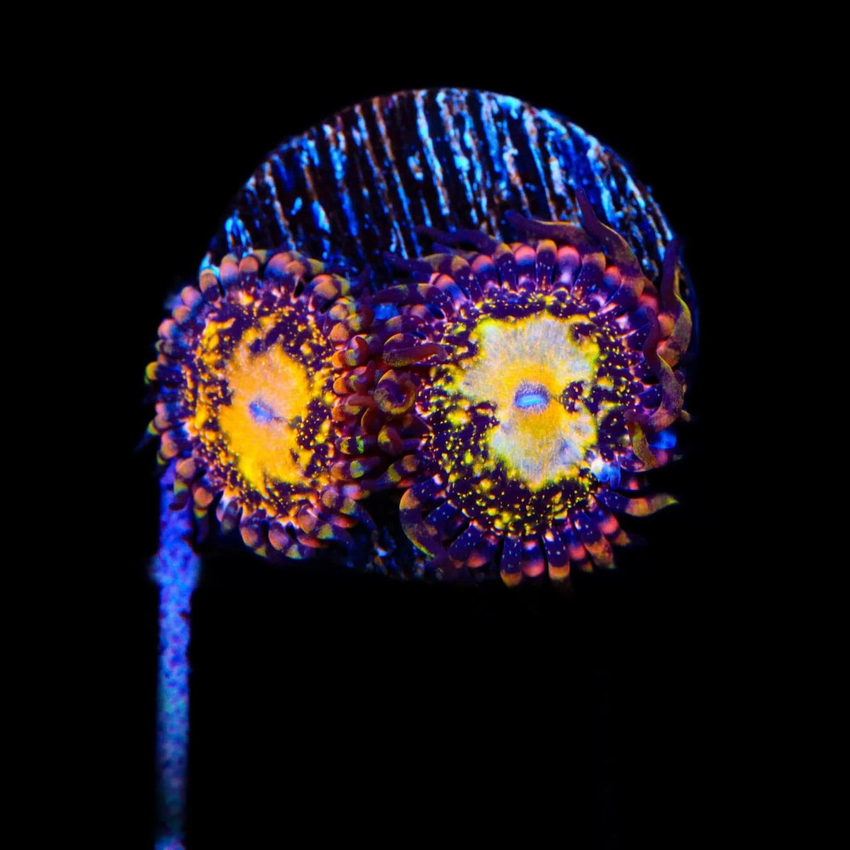 ZO&FRIENDS ZOA ミディアム top-shelf-aquatics-tsa-space-