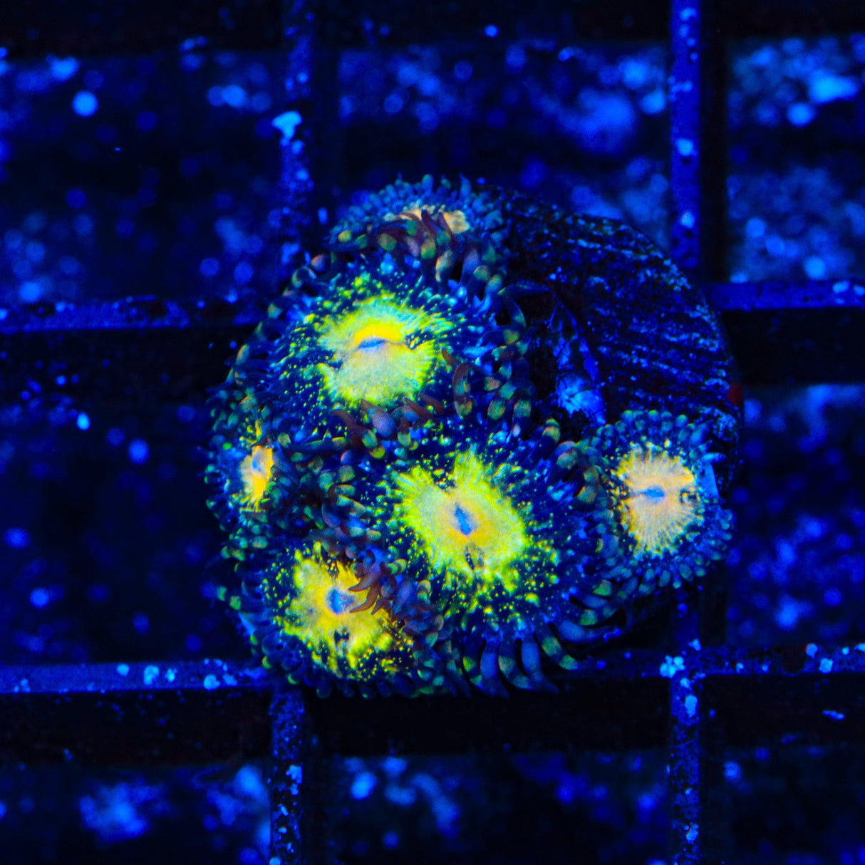 TSA Space Leopard Zoanthids Coral