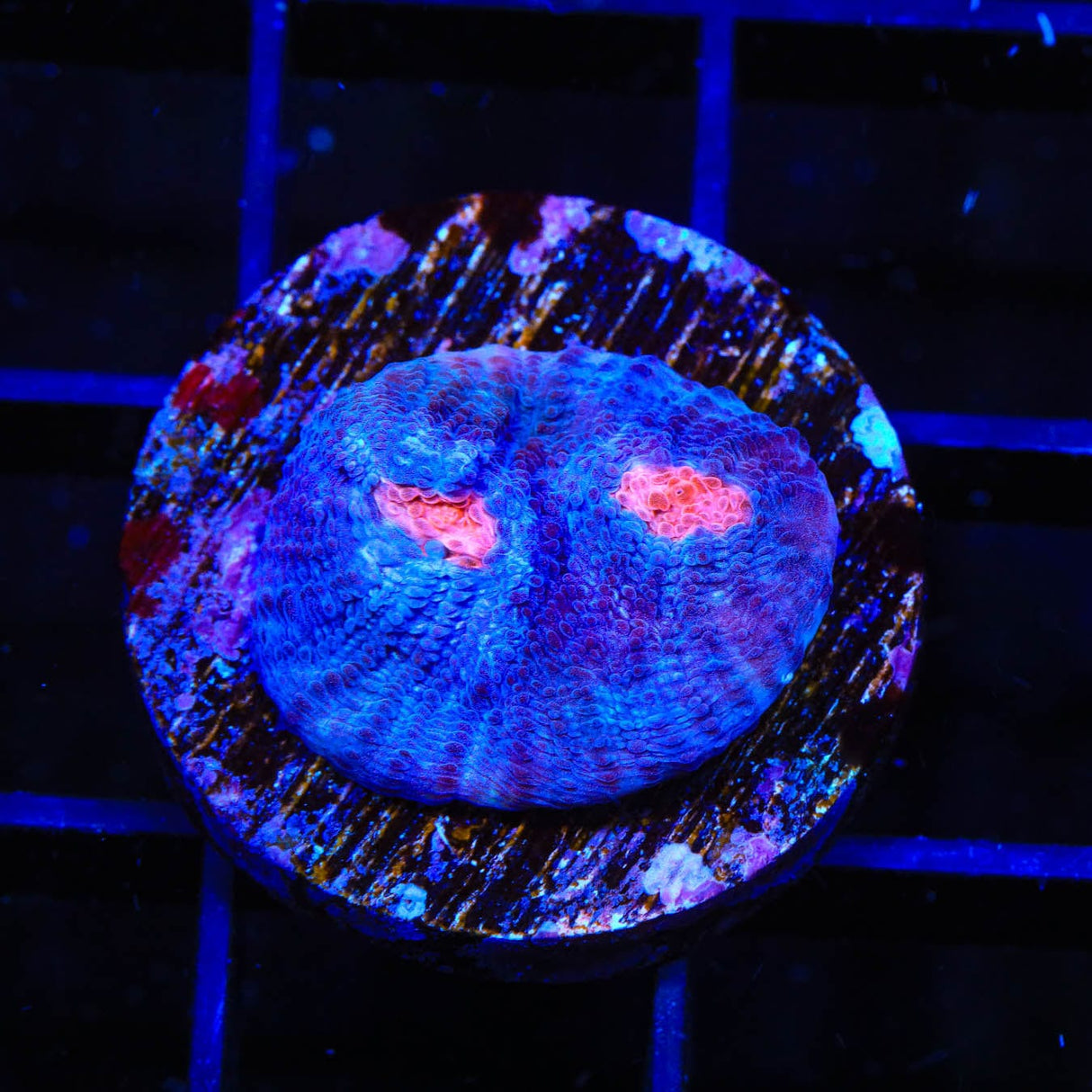 TSA Space Out Chalice Coral