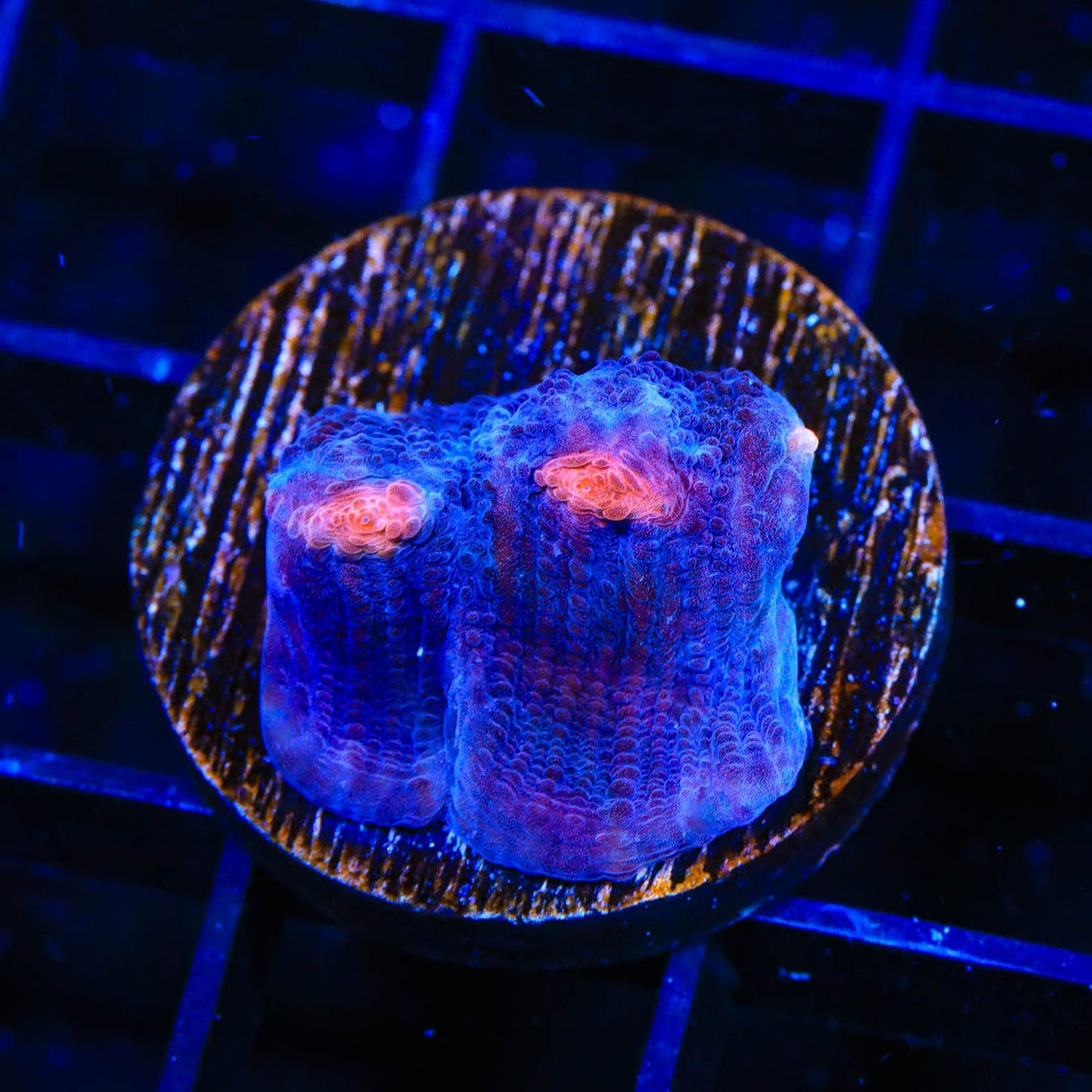 TSA Space Out Chalice Coral