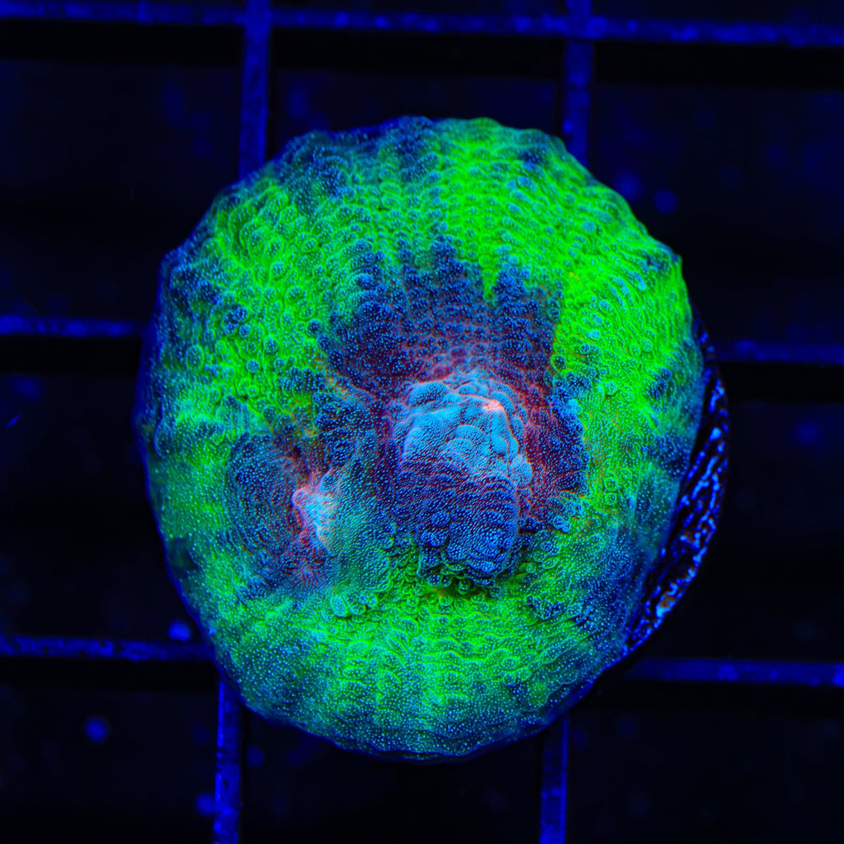 TSA Space Sugar Chalice Coral