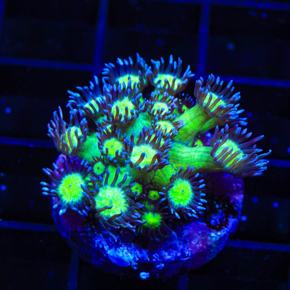 TSA Sparkle Goniopora Coral