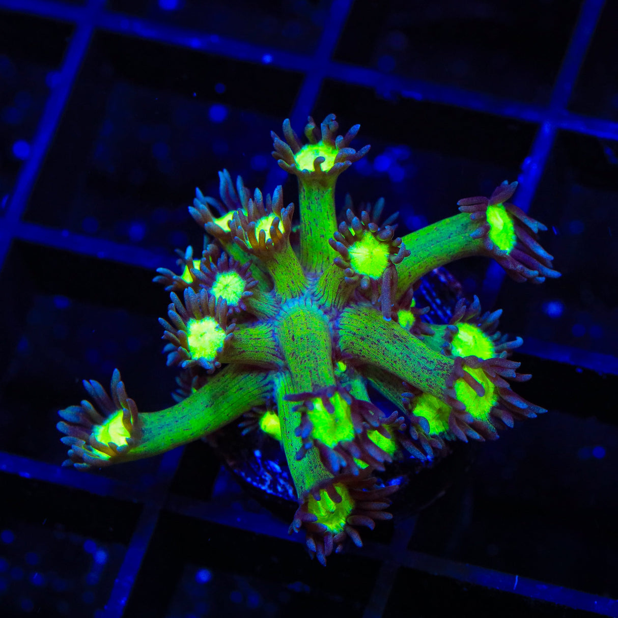 TSA Sparkle Goniopora Coral