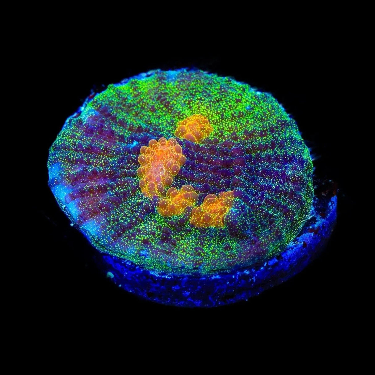 TSA Sparkle Invader Chalice Coral