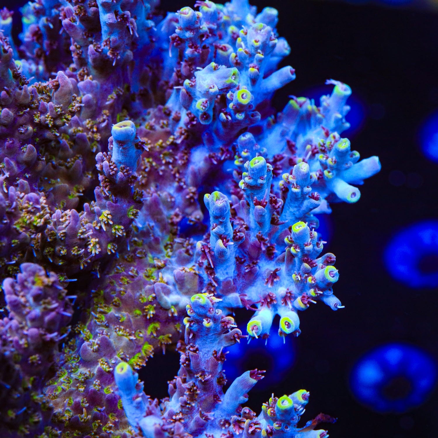TSA Sparkler Acropora Coral – Top Shelf Aquatics