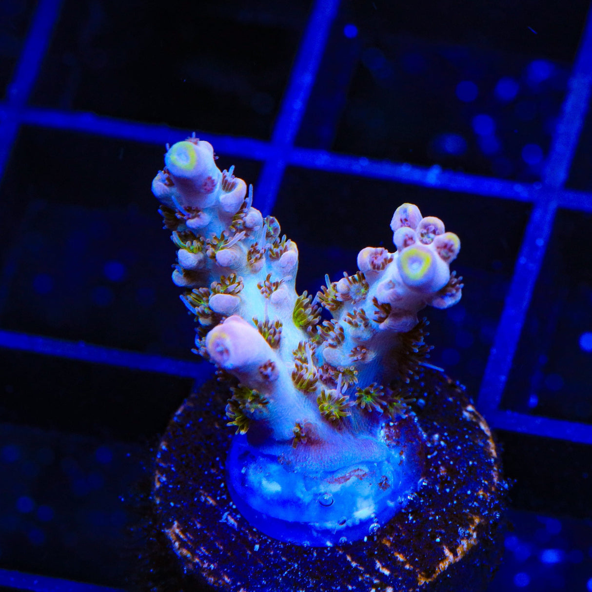 TSA Sparkler Acropora Coral