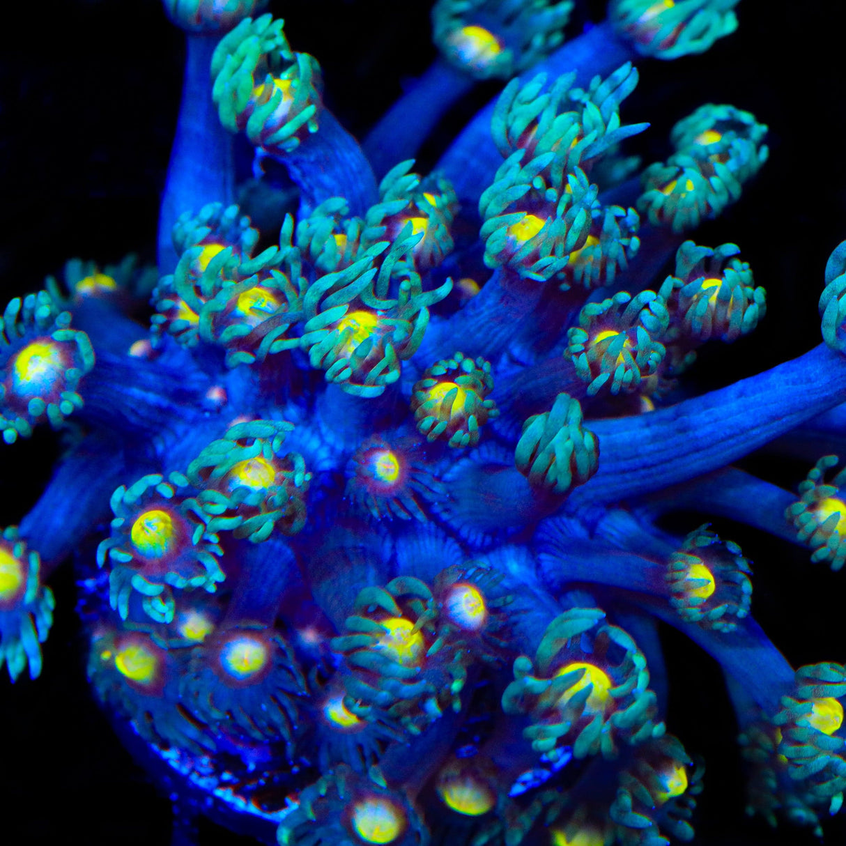 TSA Spell Breaker Goniopora Coral
