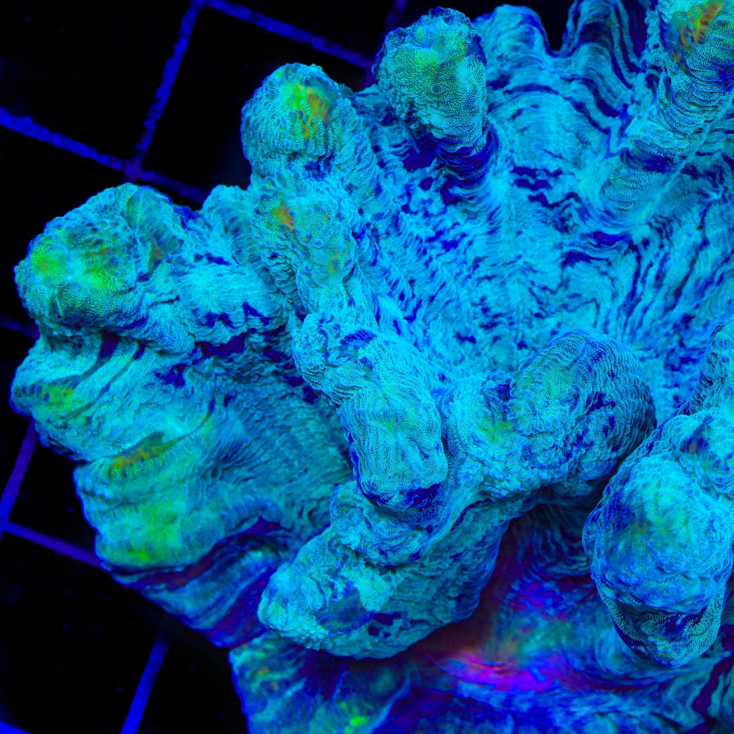 TSA Splash Art Pectinia Coral – Top Shelf Aquatics