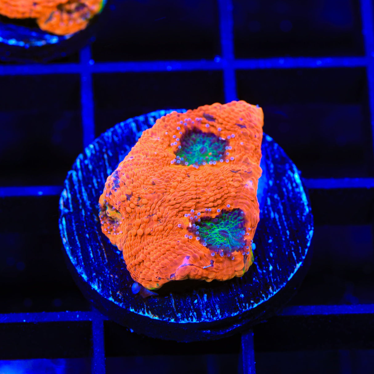 TSA Splash of Juice Echinata Coral