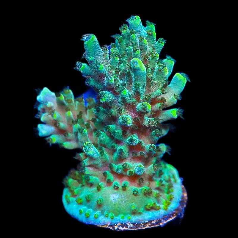TSA Sprocket Acropora Coral