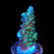 TSA Sprocket Acropora Coral