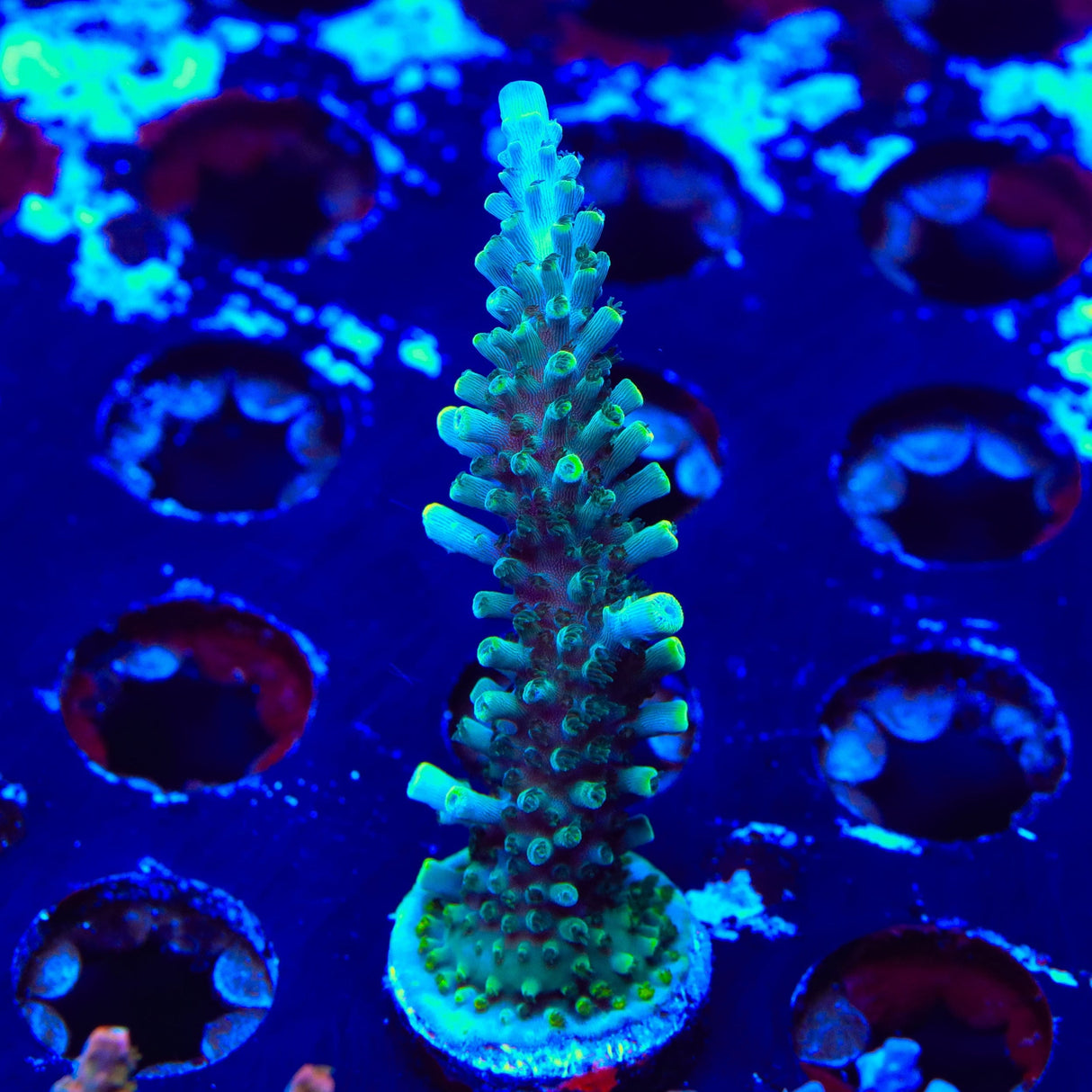 TSA Sprocket Acropora Coral