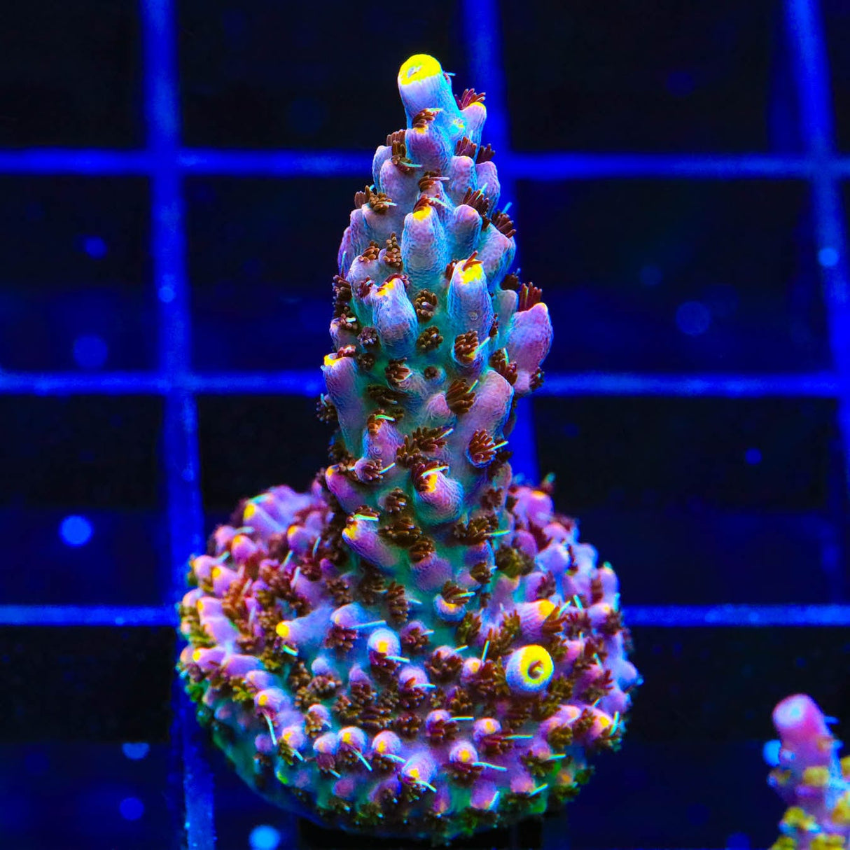 TSA Spyro the Dragon Coral