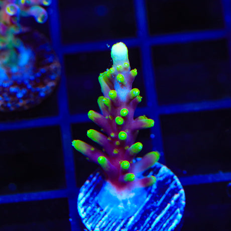 TSA Starlord Acropora Coral