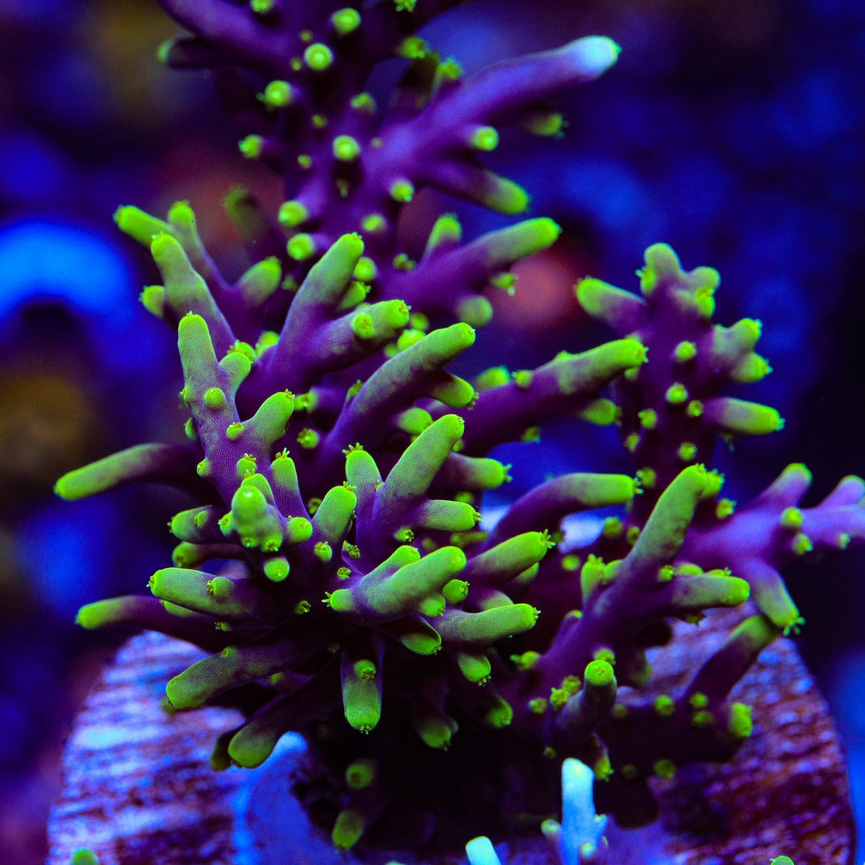 TSA Starlord Acropora Coral
