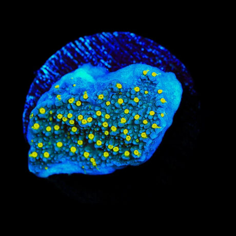 TSA Starry Night Montipora Coral