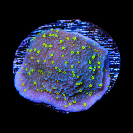 TSA Starry Night Montipora Coral