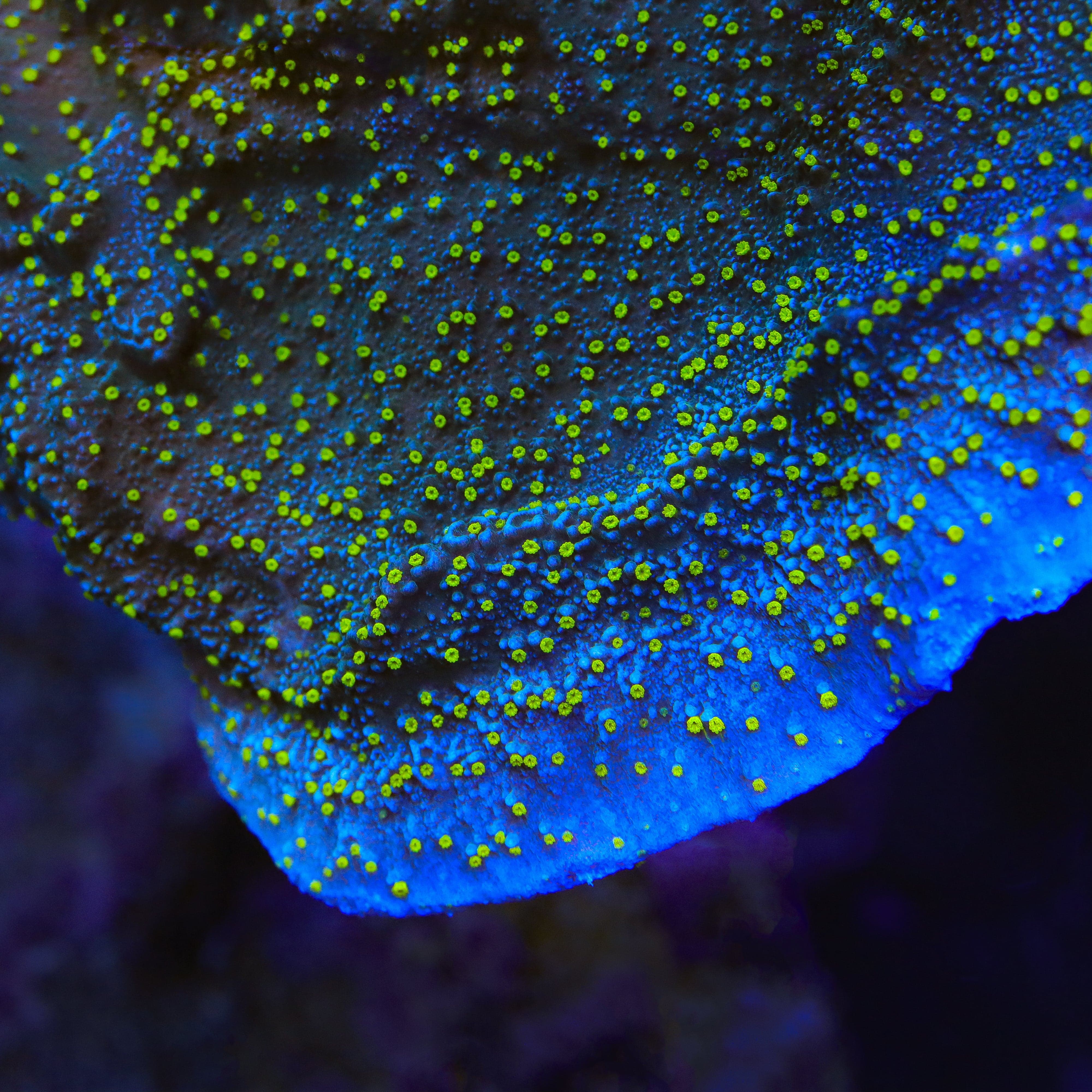 TSA Starry Night Montipora Coral – Top Shelf Aquatics