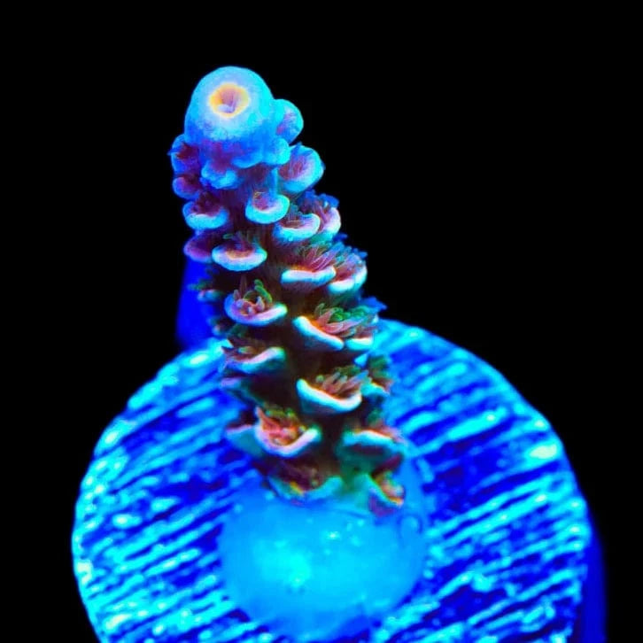 TSA Starscream Acropora Coral