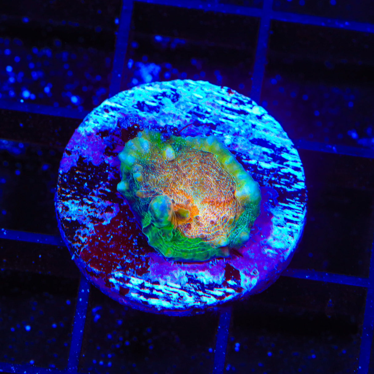 TSA Stop and Go Chalice Coral