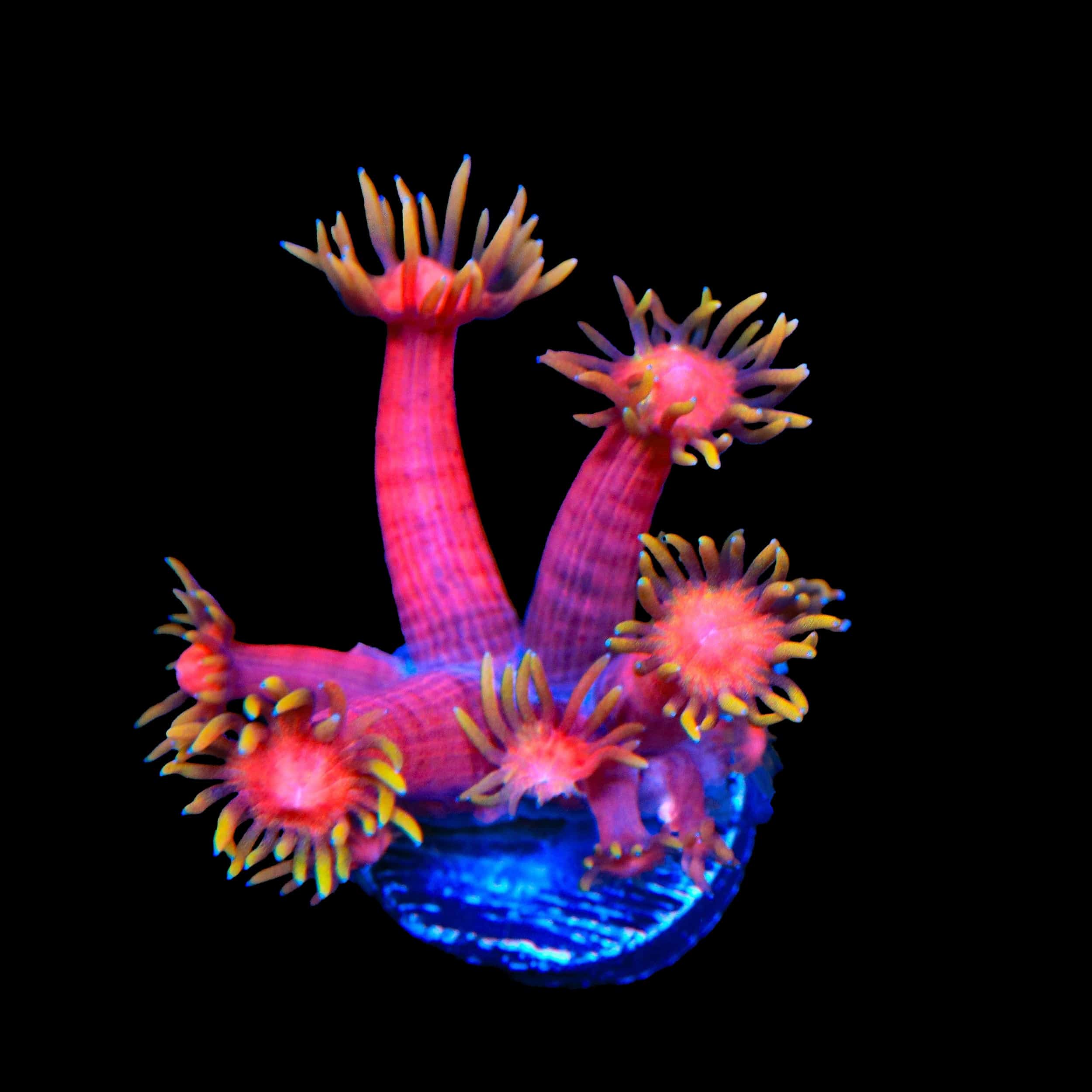 TSA Strawberries on Fire Goniopora Coral – Top Shelf Aquatics