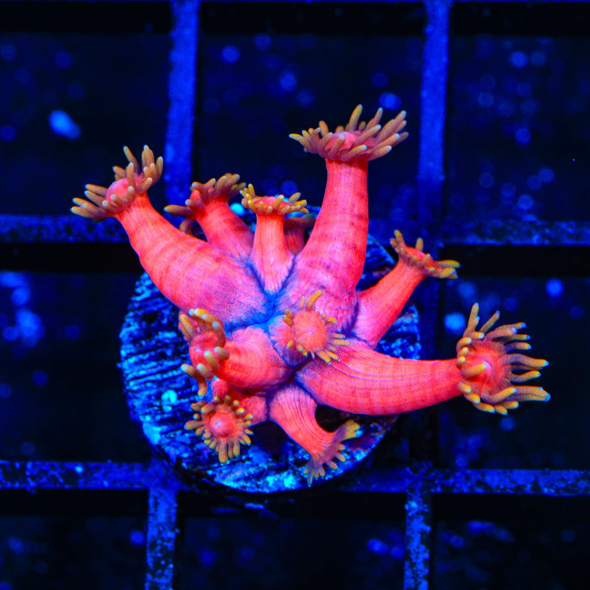 TSA Strawberries on Fire Goniopora Coral