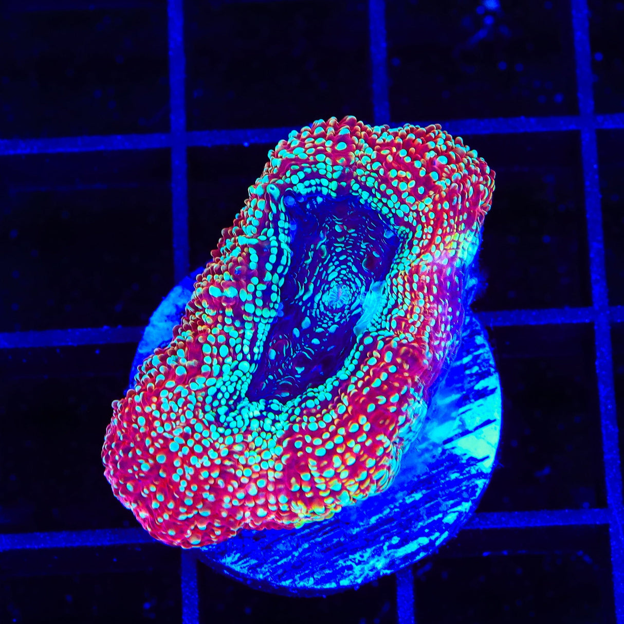 TSA Strawberry Bowerbankii Coral