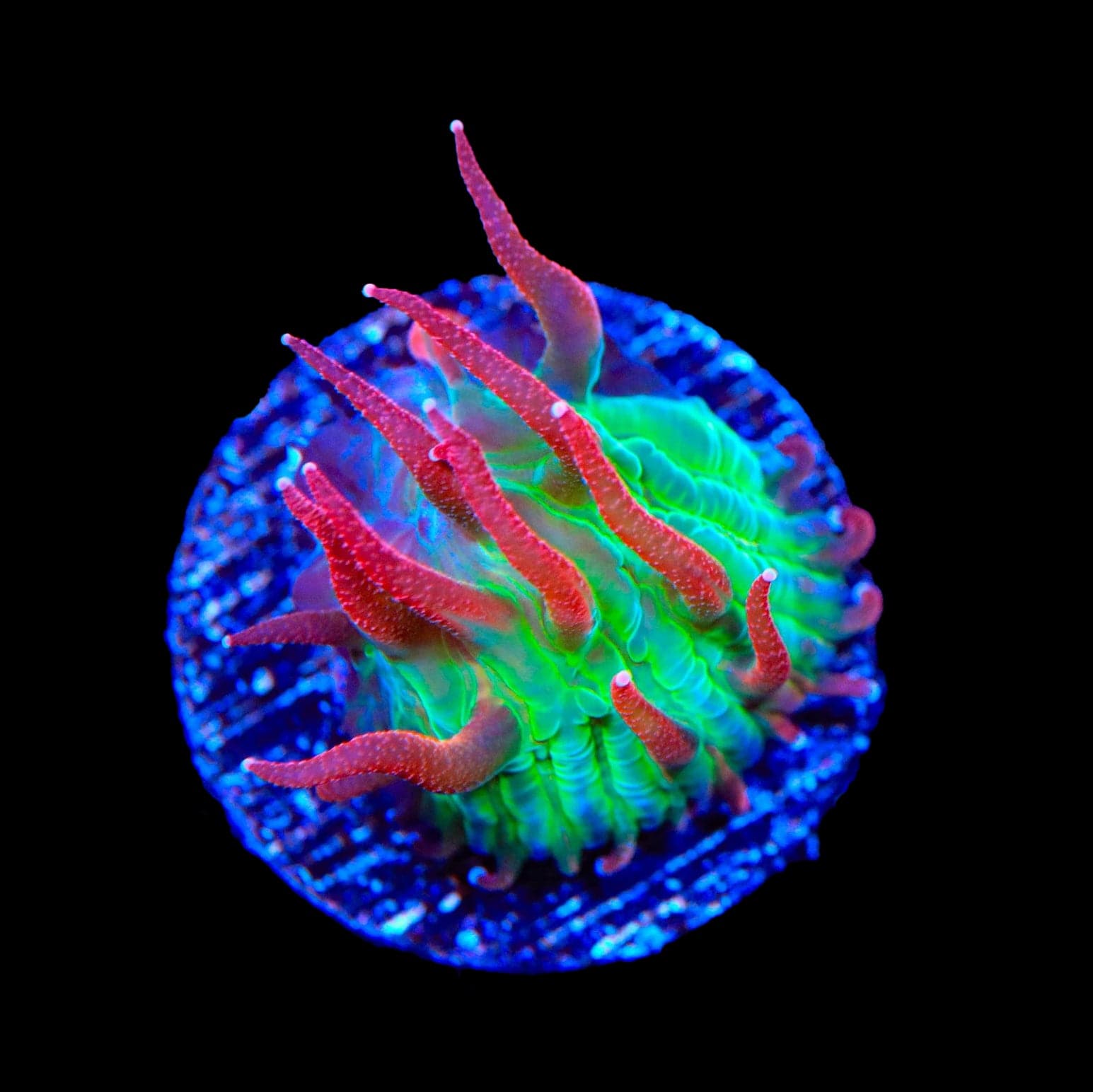 TSA Strawberry Ice Aquacultured Plate Coral