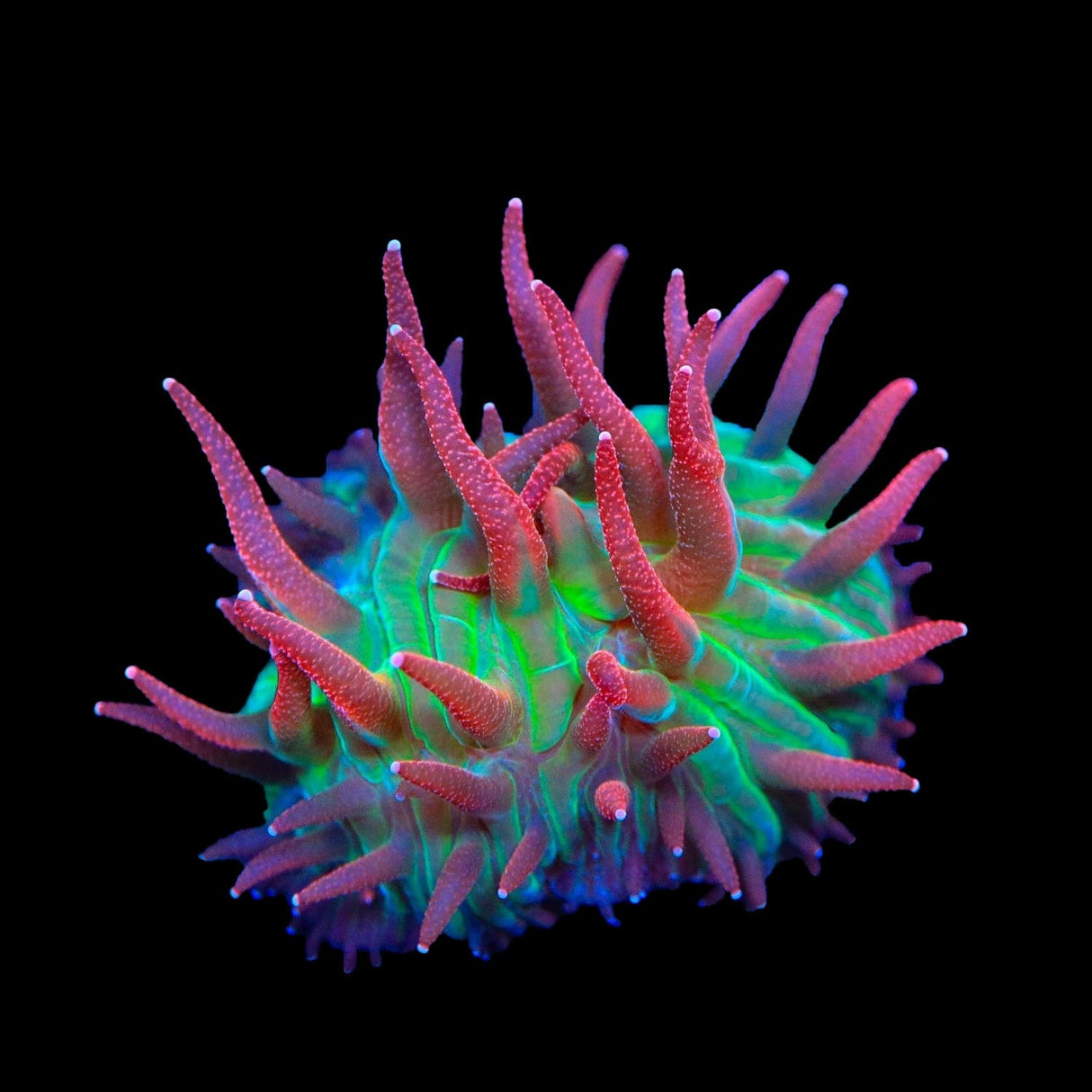 TSA Strawberry Ice Aquacultured Plate Coral