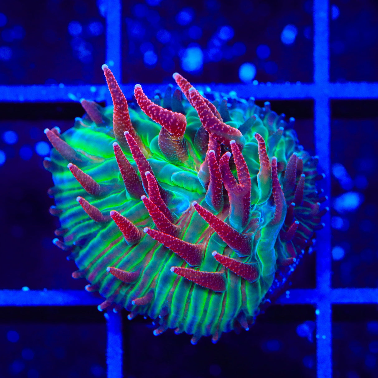 TSA Strawberry Ice Aquacultured Plate Coral