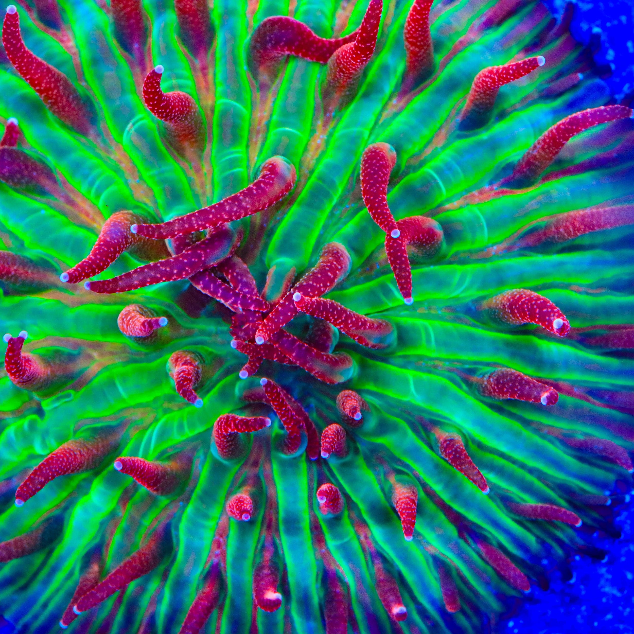 TSA Strawberry Ice Aquacultured Plate Coral – Top Shelf Aquatics