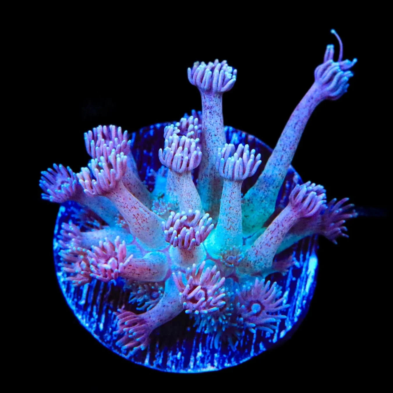 TSA Strawberry Kiwi Goniopora Coral – Top Shelf Aquatics