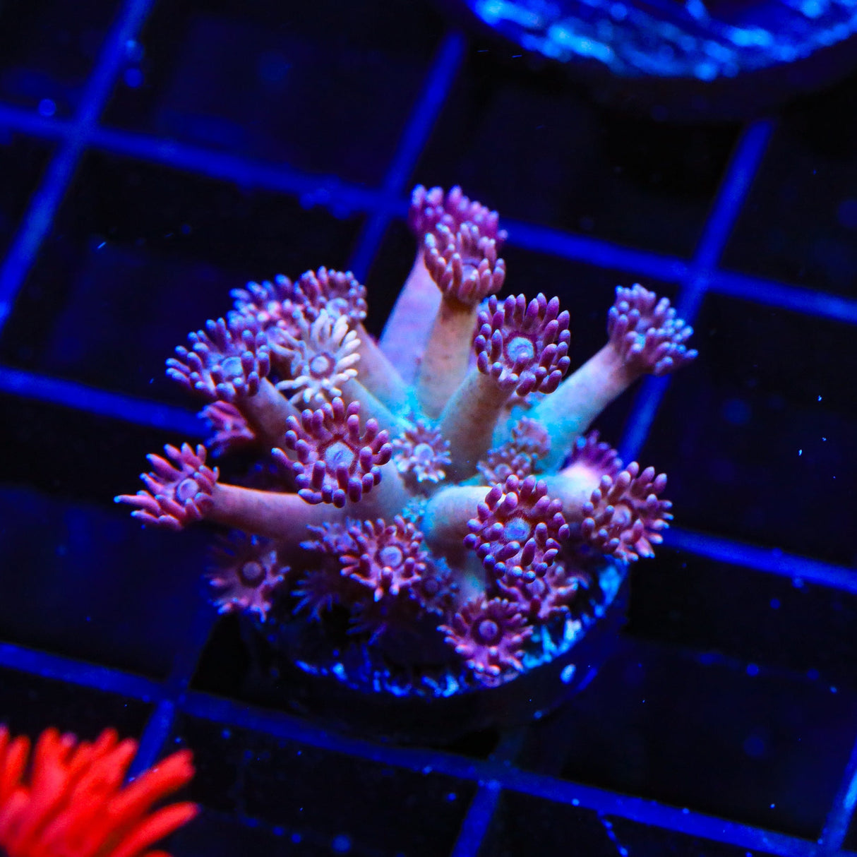 TSA Strawberry Kiwi Goniopora Coral