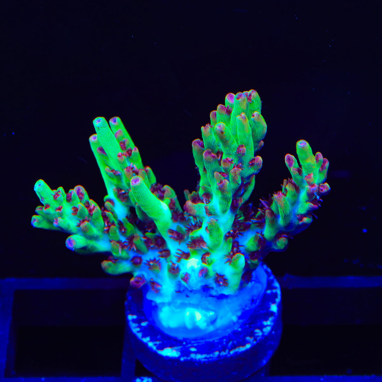 TSA Strawberry Shortcake Acropora Coral
