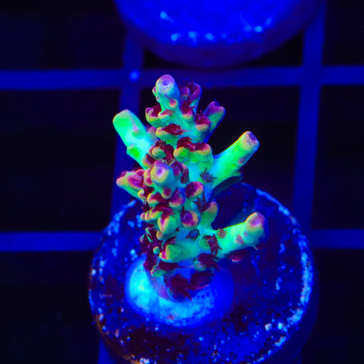 TSA Strawberry Shortcake Acropora Coral