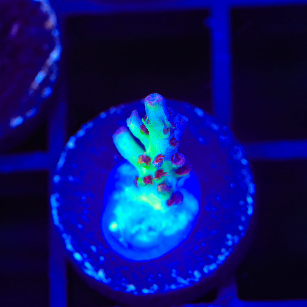 TSA Strawberry Shortcake Acropora Coral