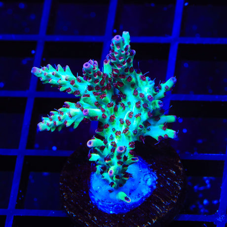 TSA Strawberry Shortcake Acropora XL Frag Coral