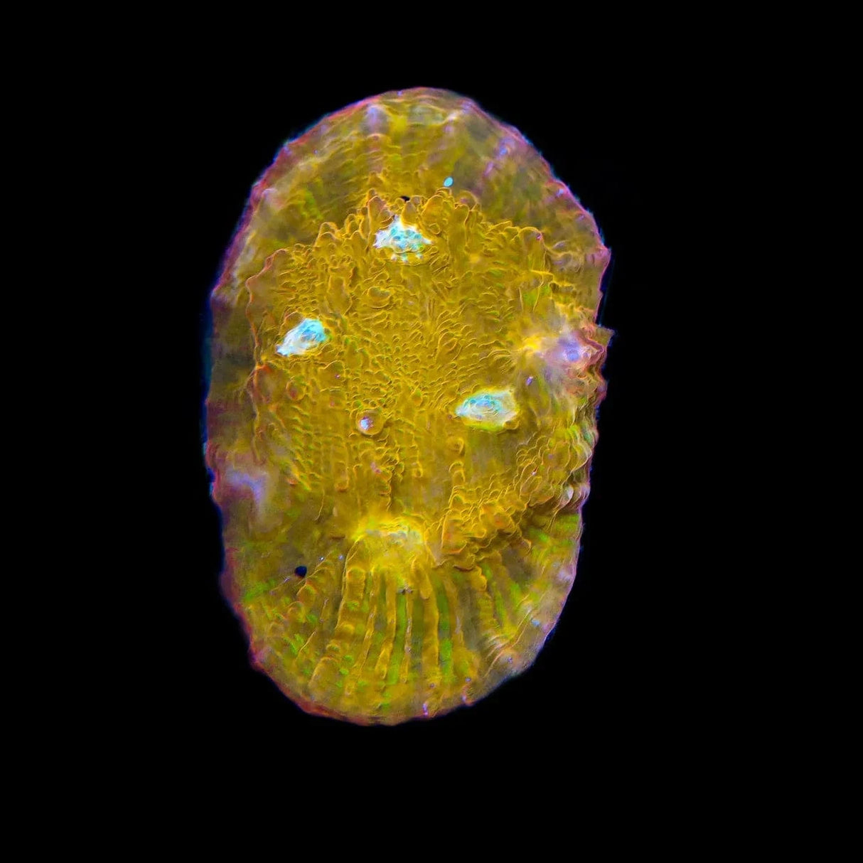 TSA Sugar Cookie Chalice Coral