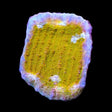 TSA Sugar Cookie Chalice Coral