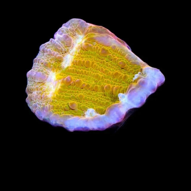 TSA Sugar Cookie Chalice Coral