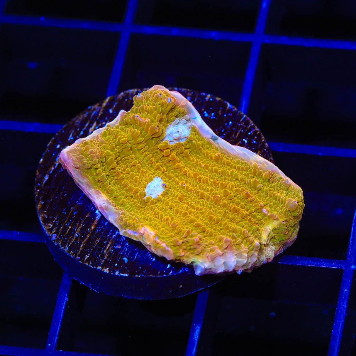 TSA Sugar Cookie Chalice Coral