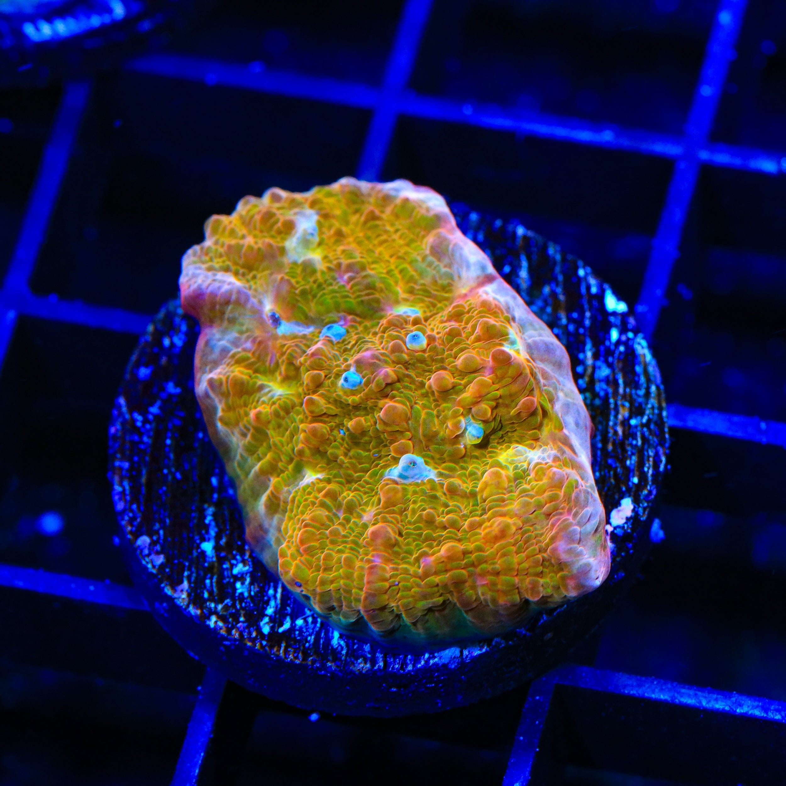 TSA Sugar Cookie Chalice Coral