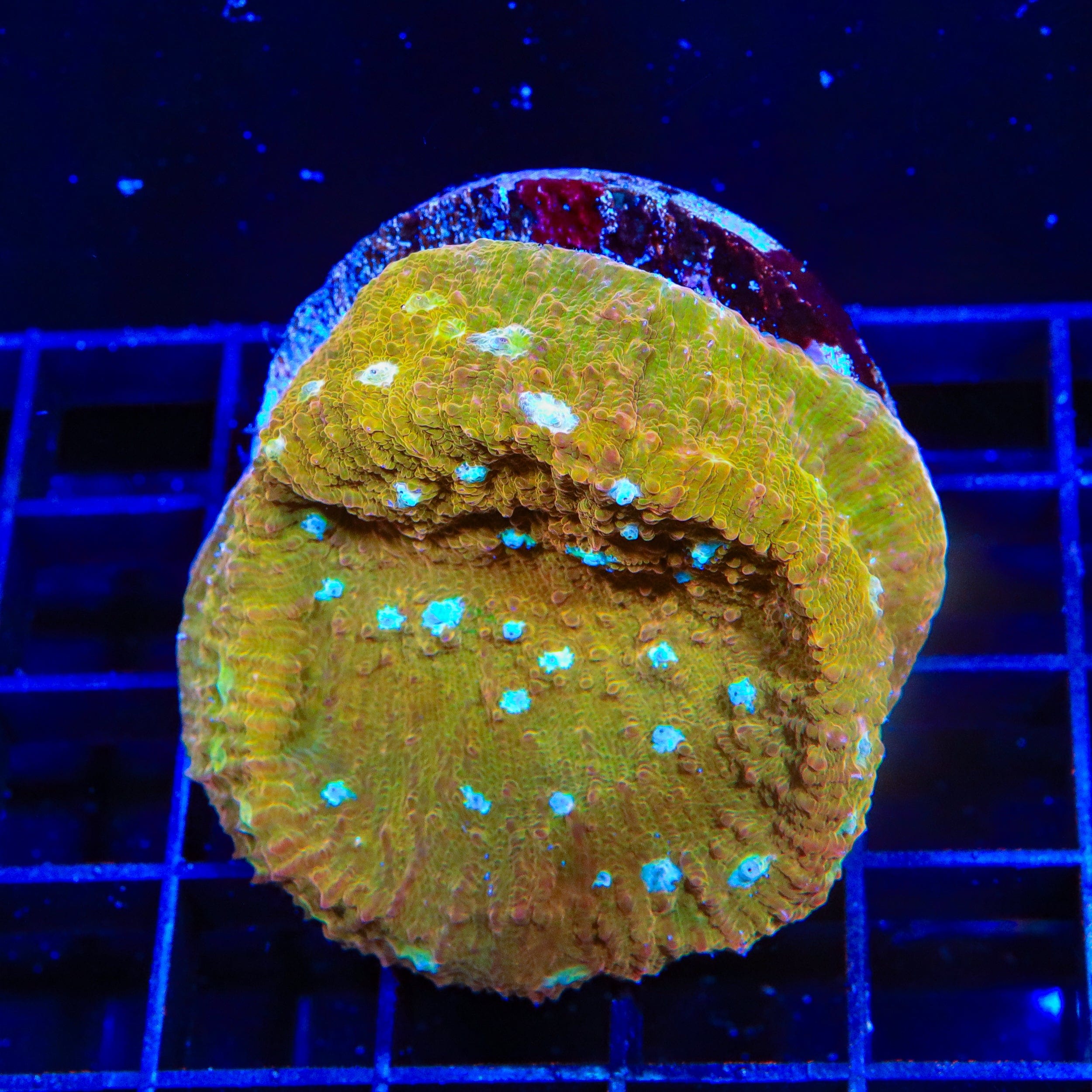 TSA Sugar Cookie Chalice XL Frag Coral