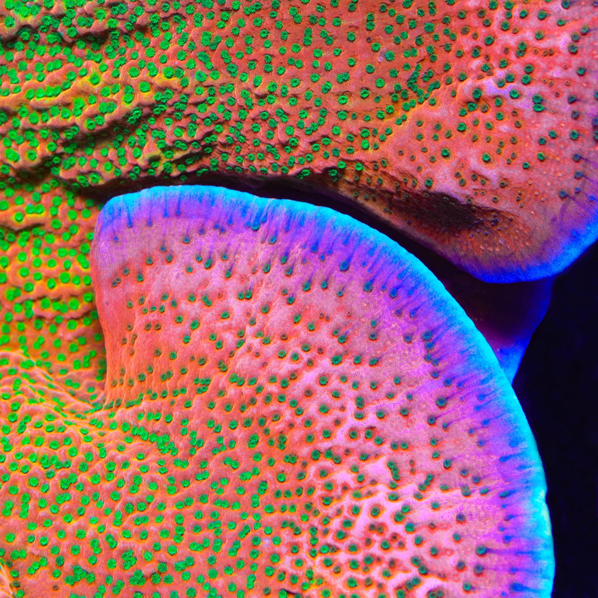 ブラデリス ケイラブラ 2点 redmarine Tyree Orange Setosa Montipora Coral