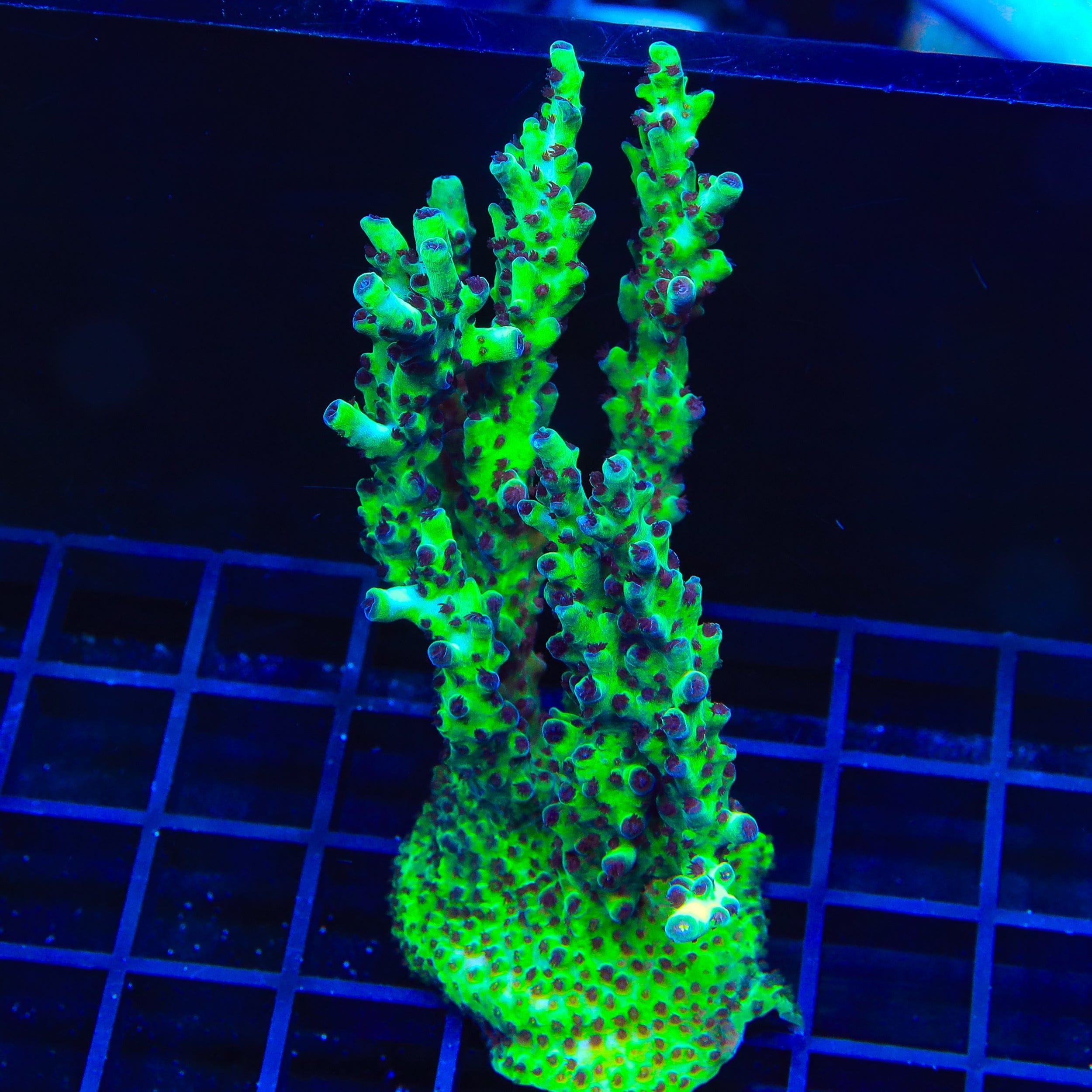 TSA Sugar Plum Acropora Colony Coral