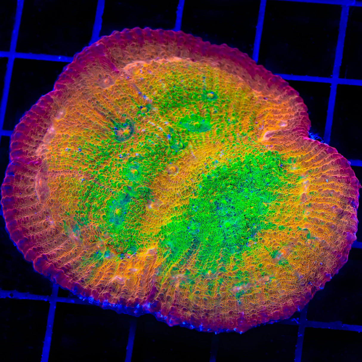 TSA Sunburst Chalice Coral
