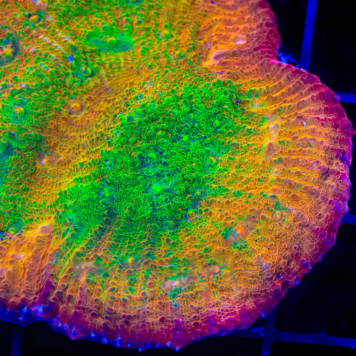 TSA Sunburst Chalice Coral